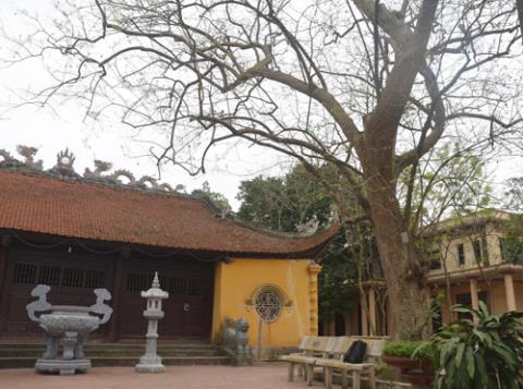 Cây[-]sưa[-]400[-]tuổi:[-]Đại[-]gia[-]ra[-]giá[-]50[-]tỷ